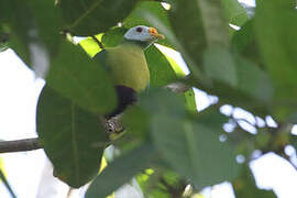 Carunculated Fruit Dove