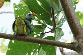 Carunculated Fruit Dove