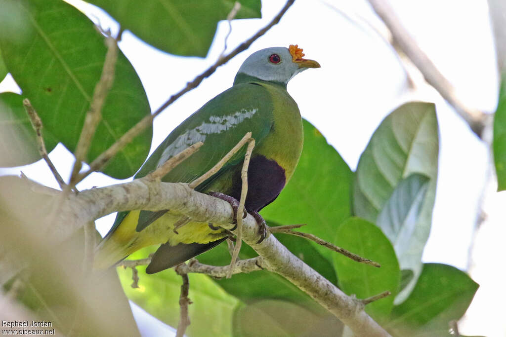 Carunculated Fruit Doveadult