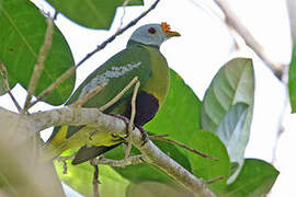 Carunculated Fruit Dove