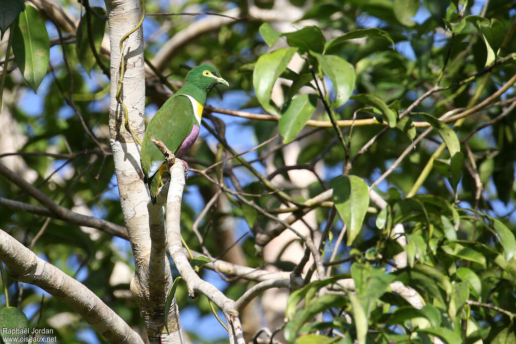 Geelvink Fruit Dove male adult