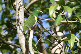 Geelvink Fruit Dove