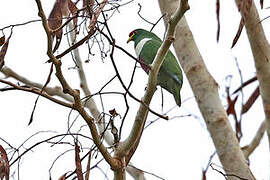 White-bibbed Fruit Dove