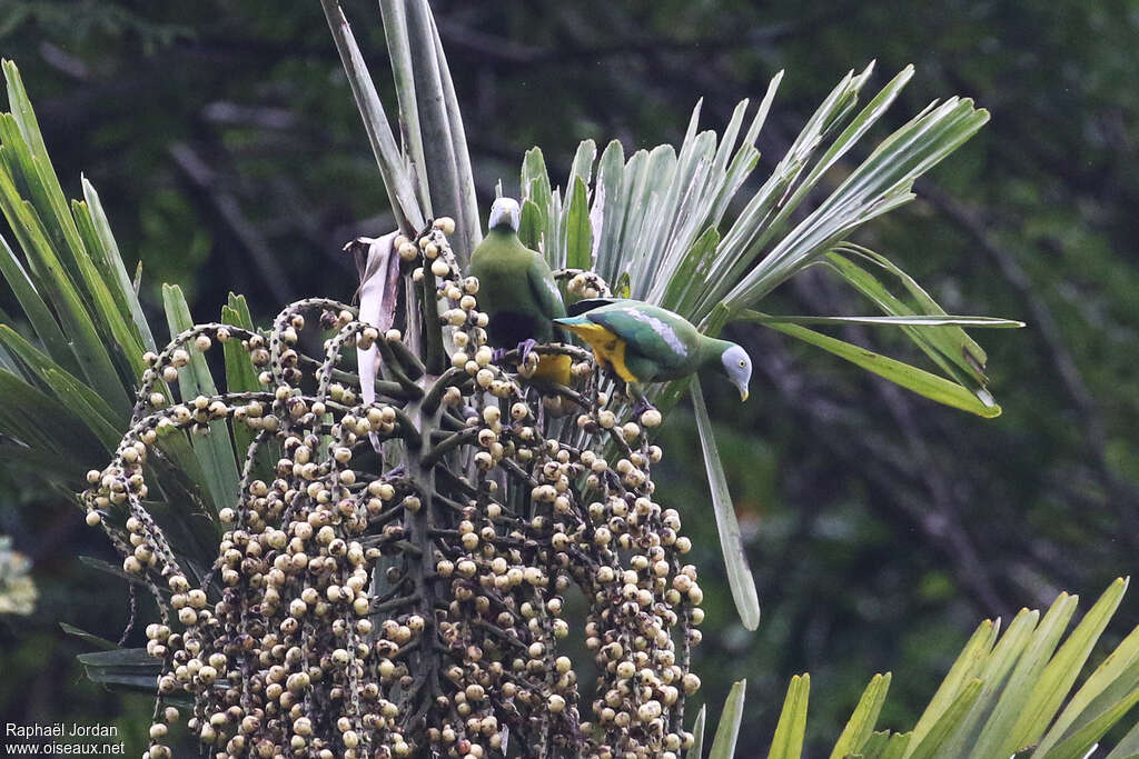 Grey-headed Fruit Dove