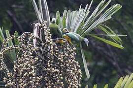 Grey-headed Fruit Dove