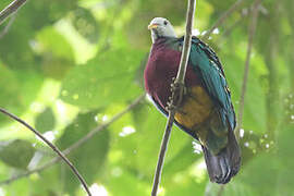 Wompoo Fruit Dove