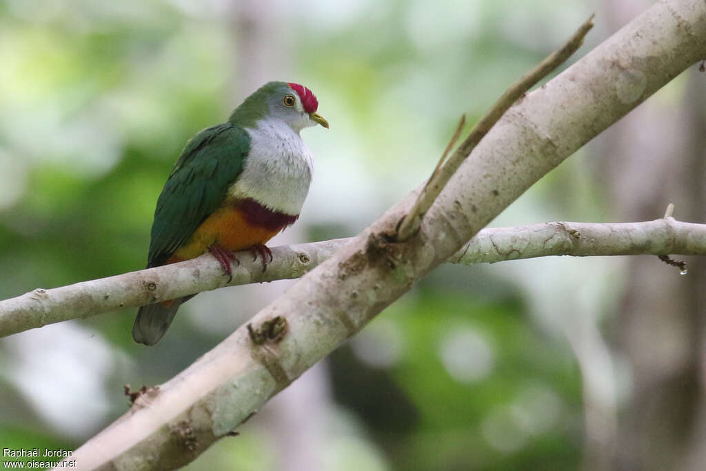 Beautiful Fruit Doveadult, identification