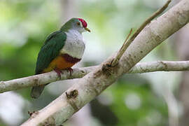 Beautiful Fruit Dove