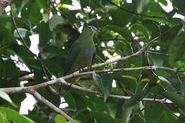 Blue-capped Fruit Dove