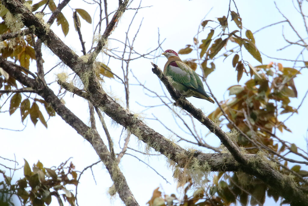 Ornate Fruit Dove male adult