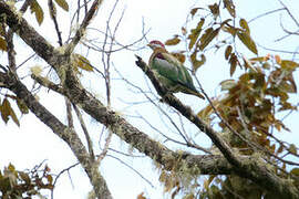 Ornate Fruit Dove