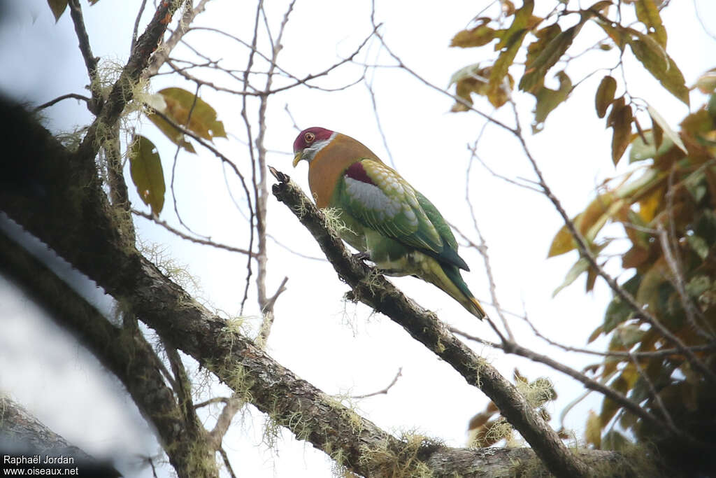 Ornate Fruit Dove male adult, identification, song