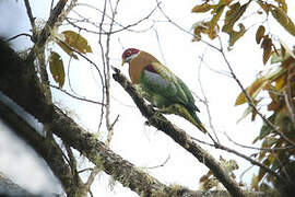 Ornate Fruit Dove