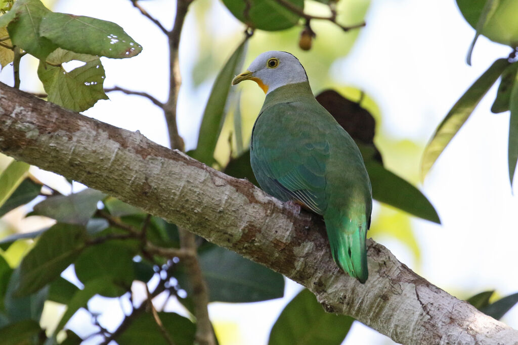 Black-naped Fruit Doveadult