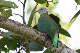 Black-naped Fruit Dove