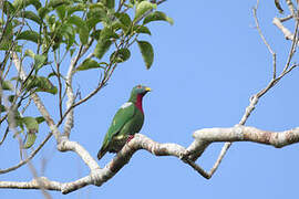 Claret-breasted Fruit Dove