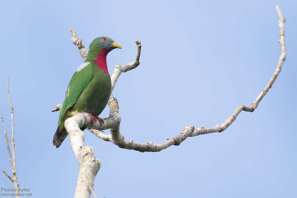 Claret-breasted Fruit Dove male adult, identification