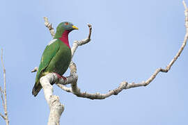 Claret-breasted Fruit Dove