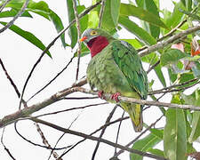 Claret-breasted Fruit Dove