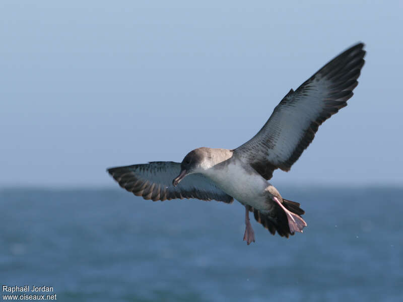 Pink-footed Shearwater, identification