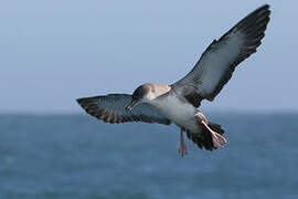 Pink-footed Shearwater