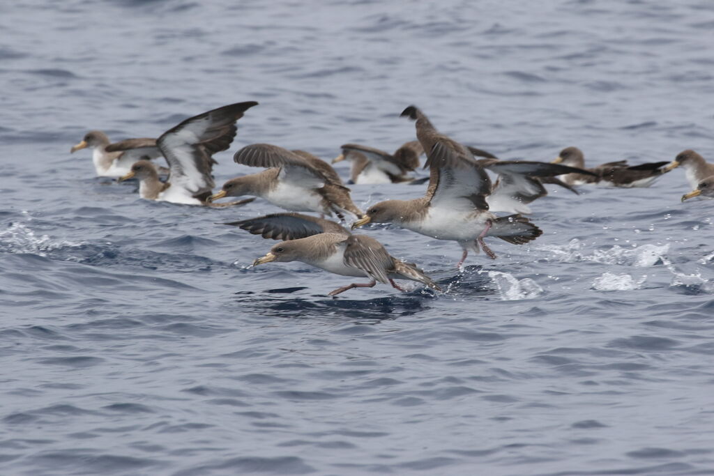 Cory's Shearwater