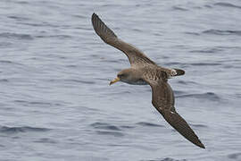 Cory's Shearwater