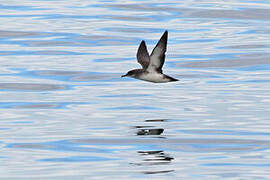 Black-vented Shearwater