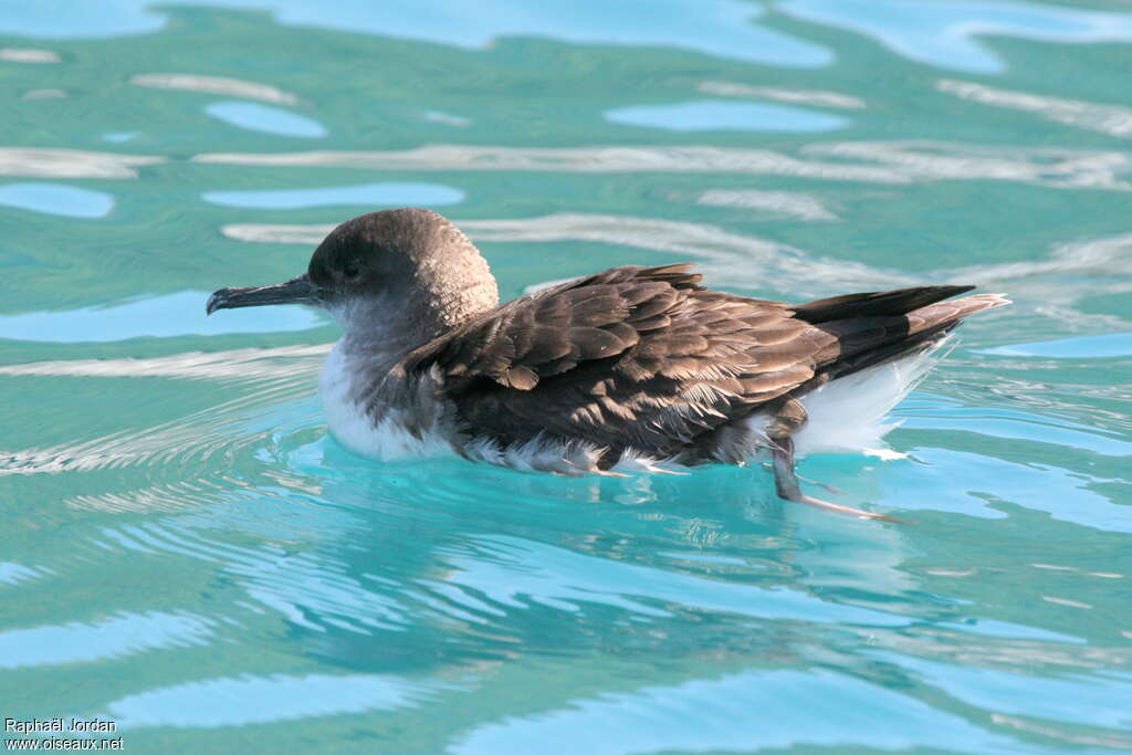 Puffin de Hutton, identification