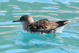 Hutton's Shearwater