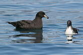 Puffin du Westland