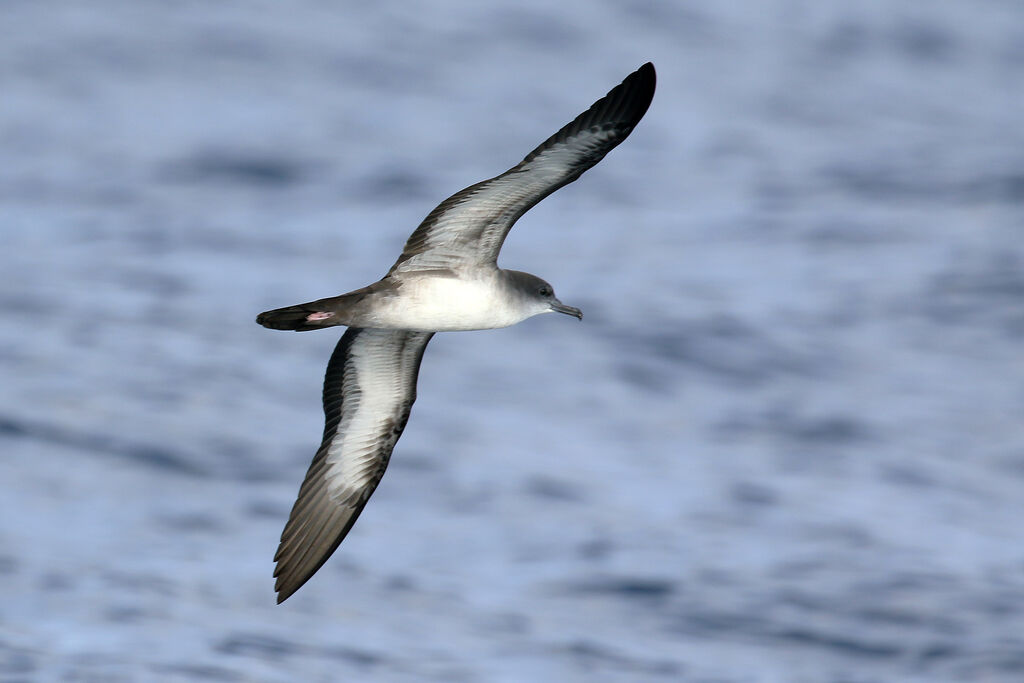 Wedge-tailed Shearwater