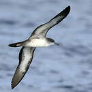 Puffin fouquet