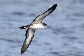 Wedge-tailed Shearwater