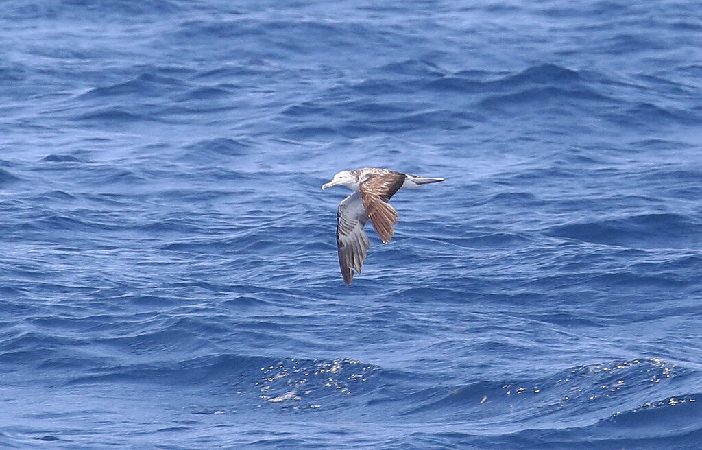 Puffin leucomèle