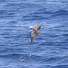 Streaked Shearwater