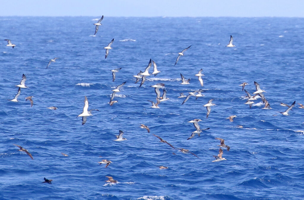 Puffin leucomèle