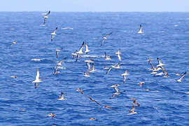 Streaked Shearwater