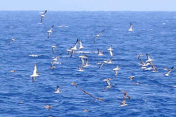 Puffin leucomèle