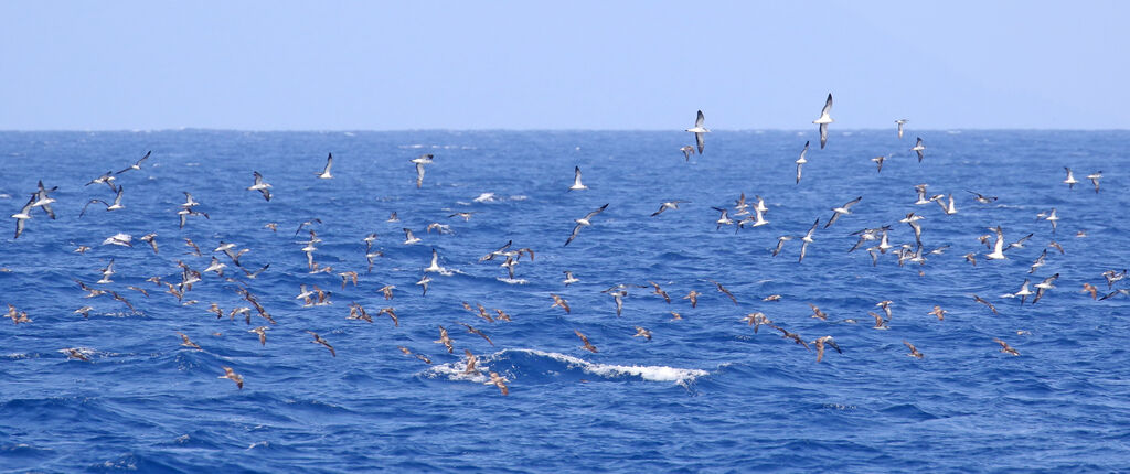 Streaked Shearwater