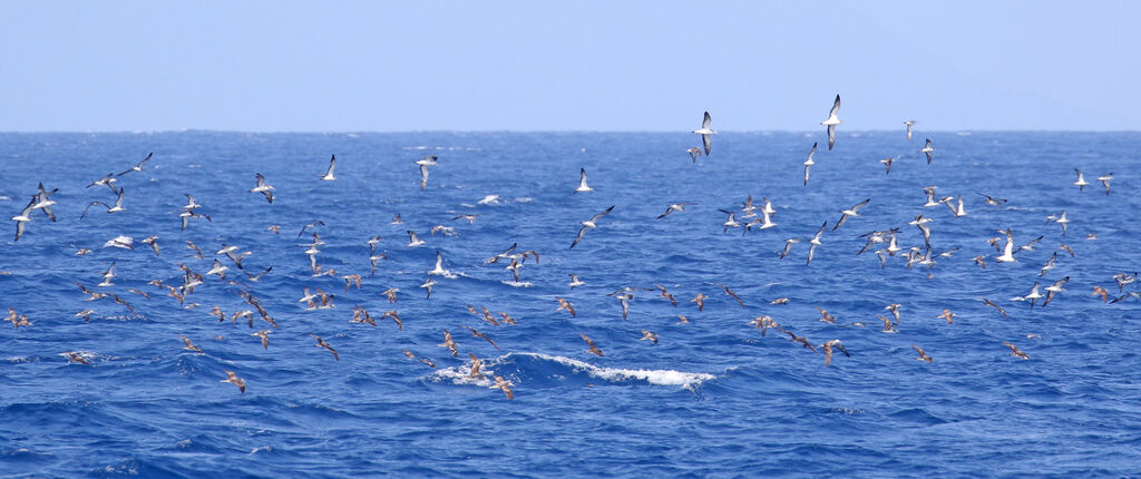 Streaked Shearwater