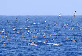 Streaked Shearwater