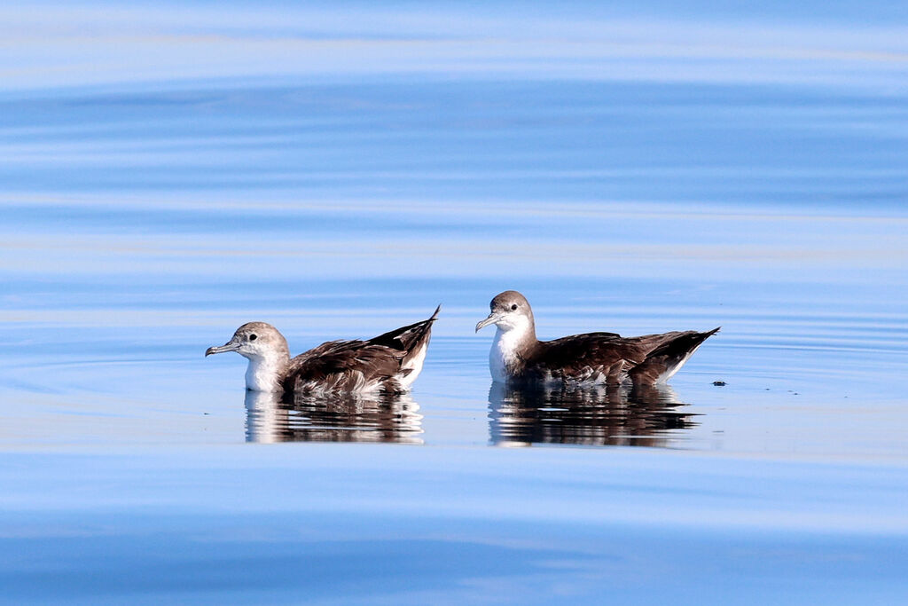 Persian Shearwater