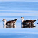 Puffin persique
