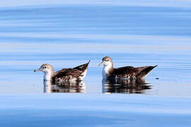 Persian Shearwater