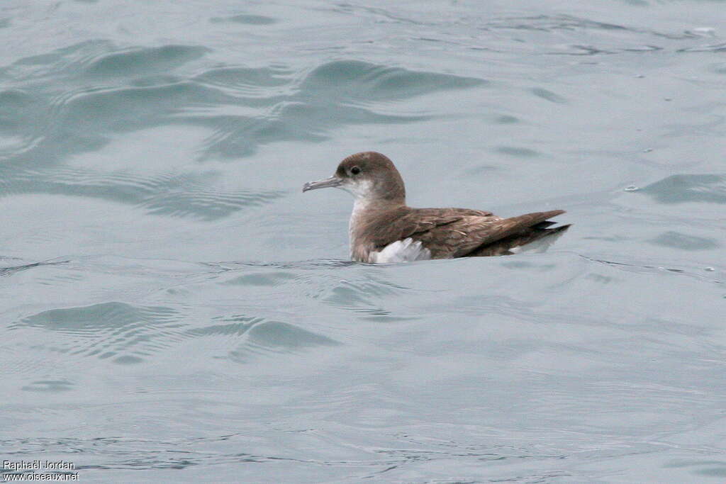 Fluttering Shearwater