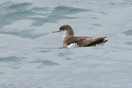 Fluttering Shearwater