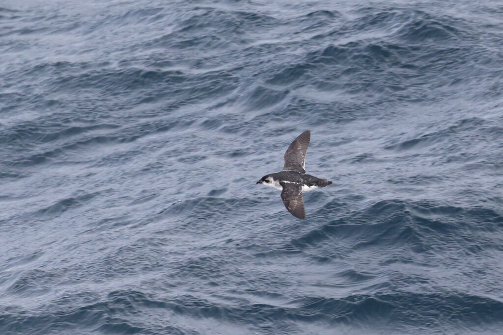 South Georgia Diving Petrel