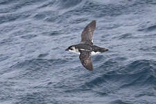 Puffinure de Géorgie du Sud