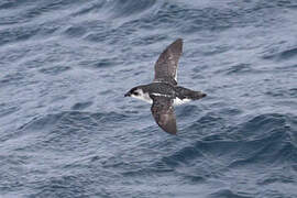 South Georgia Diving Petrel